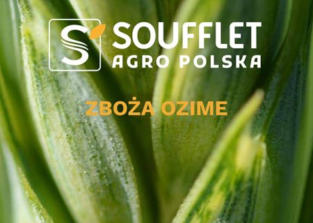 ZBOŻA OZIME