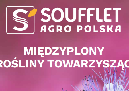 Międzyplony i rośliny towarzyszące – regeneracja gleby 