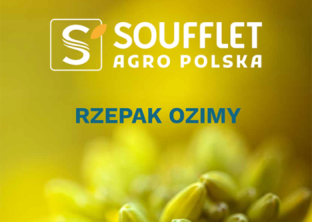 Sprawdź oferowane odmiany rzepaku na 2026! 